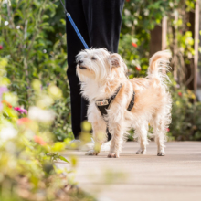 FAQ Walking Paths for Your Furry Friend at Holly Hall - Independent Living Apartments in Houston Tx